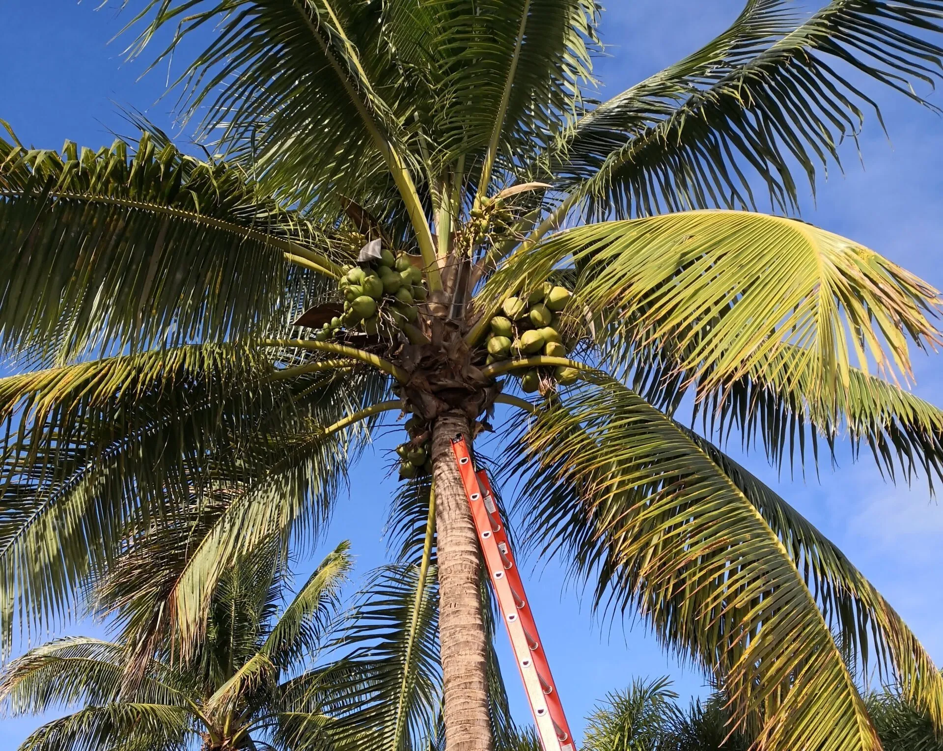 Coconut palm with lots of coconuts ready to be removed by a Fort Lauderdale Arborist