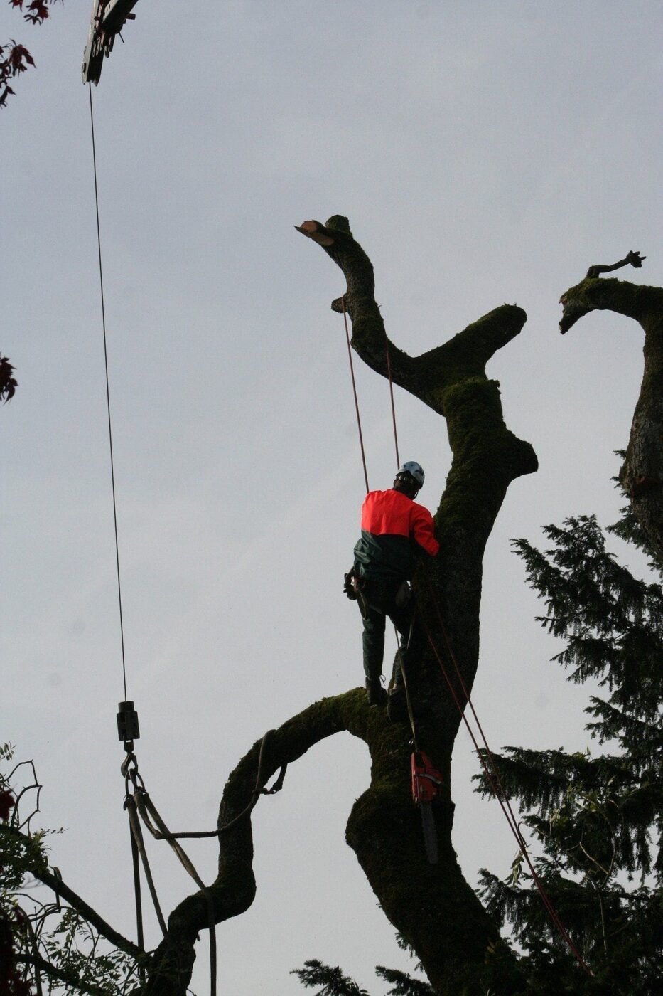 A tree surgeon in a red and teal jacket uses ropes and harnesses to trim a large, mossy tree, standing on a thick, horizontal branch, as part of an emergency tree service operation in Fort Lauderdale.