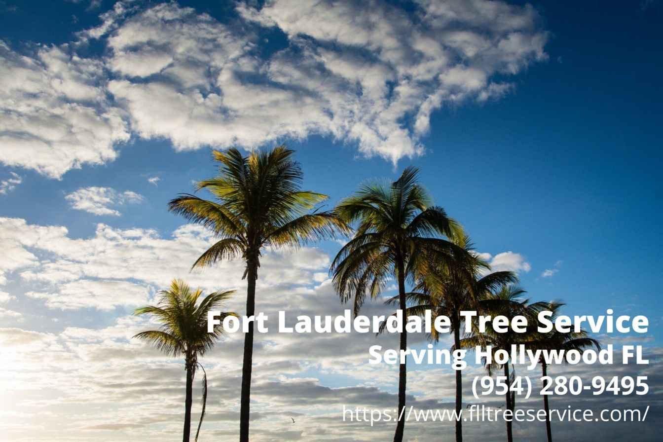 The awe-inspiring palms in Hollywood FL with the contact details of a trusted tree company in the area, Fort Lauderdale Tree Service