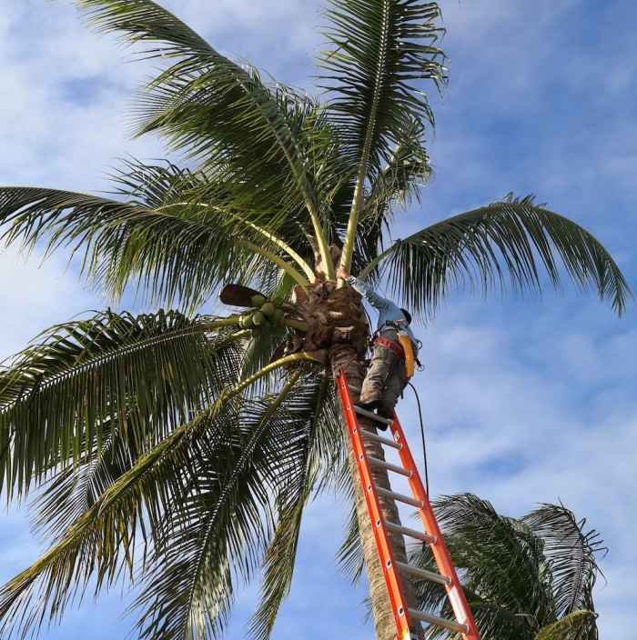 Arborist from our team at Fort Lauderdale Tree Service demonstrating the palm tree trimming process