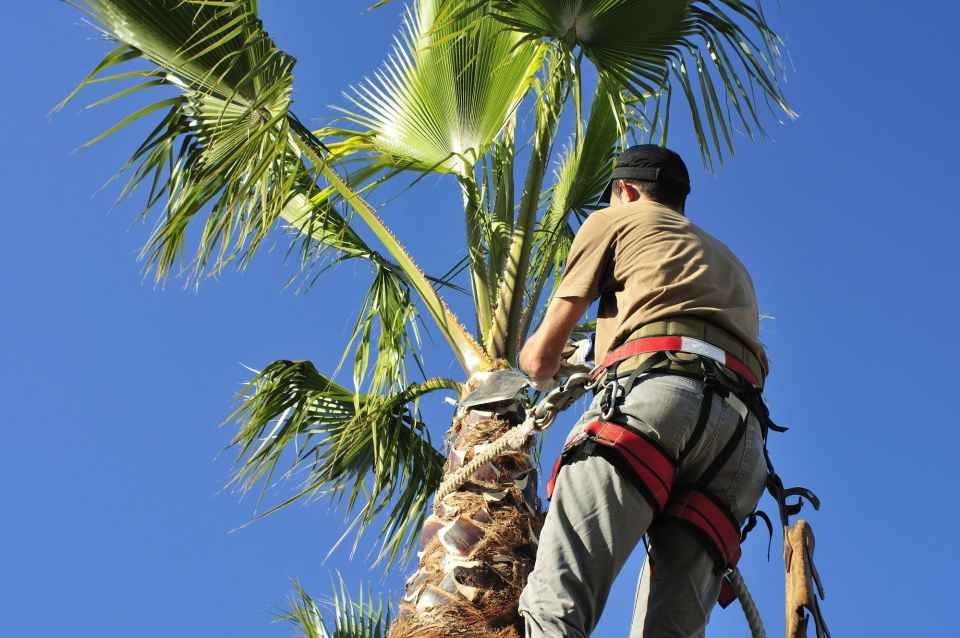 Our arborist removing dead lower fronds of a palm tree in Wilton Manors