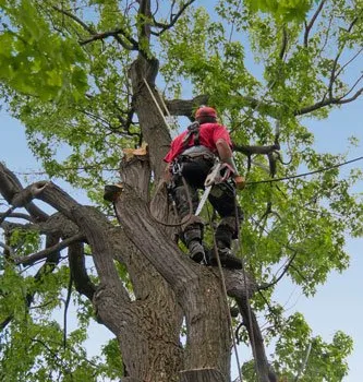 Our ISA-Certified Arborist conducting a tree trimming service in Hollywood FL