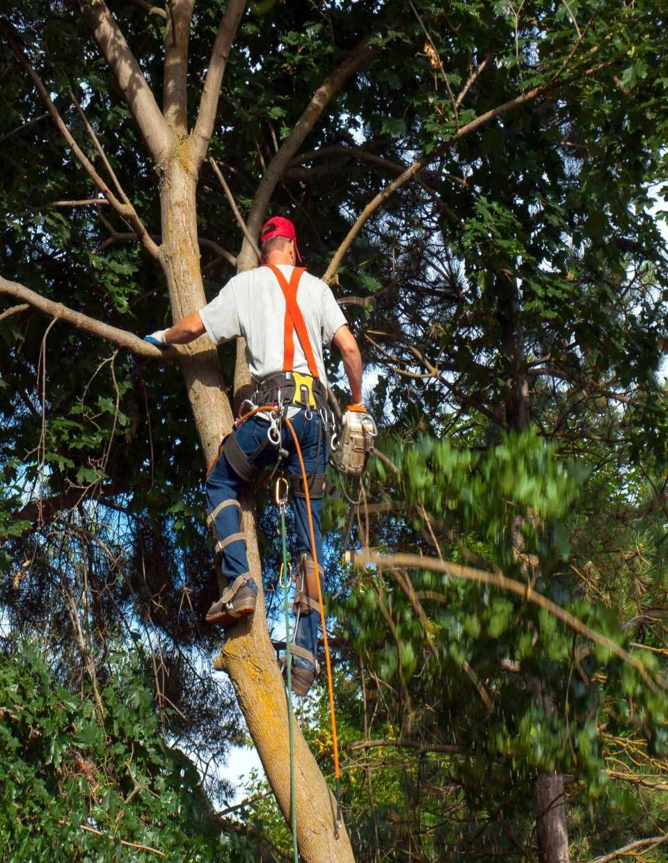 Our ISA-Certified Arborist conducting a tree trimming service in Wilton Manors