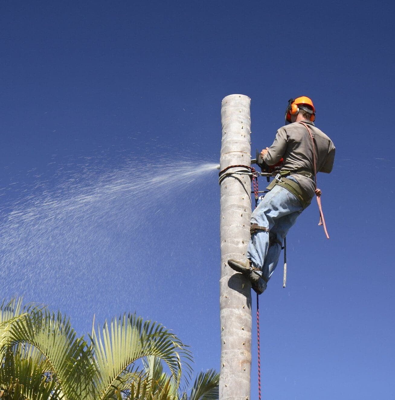 A worker wearing a helmet and safety harness sprays water while atop a tall palm tree in Fort Lauderdale against a clear blue sky.