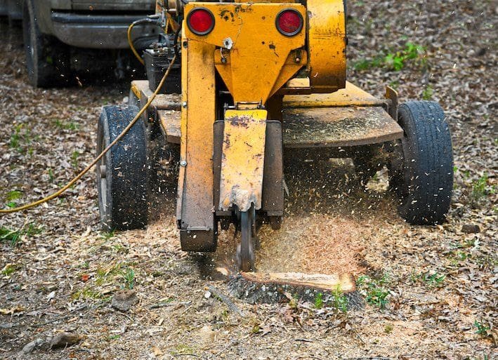 Stump grinding machine in action, operated by Fort Lauderdale arborists, removing a tree stump in a wooded area, with wood chips flying around due to the grinding process.