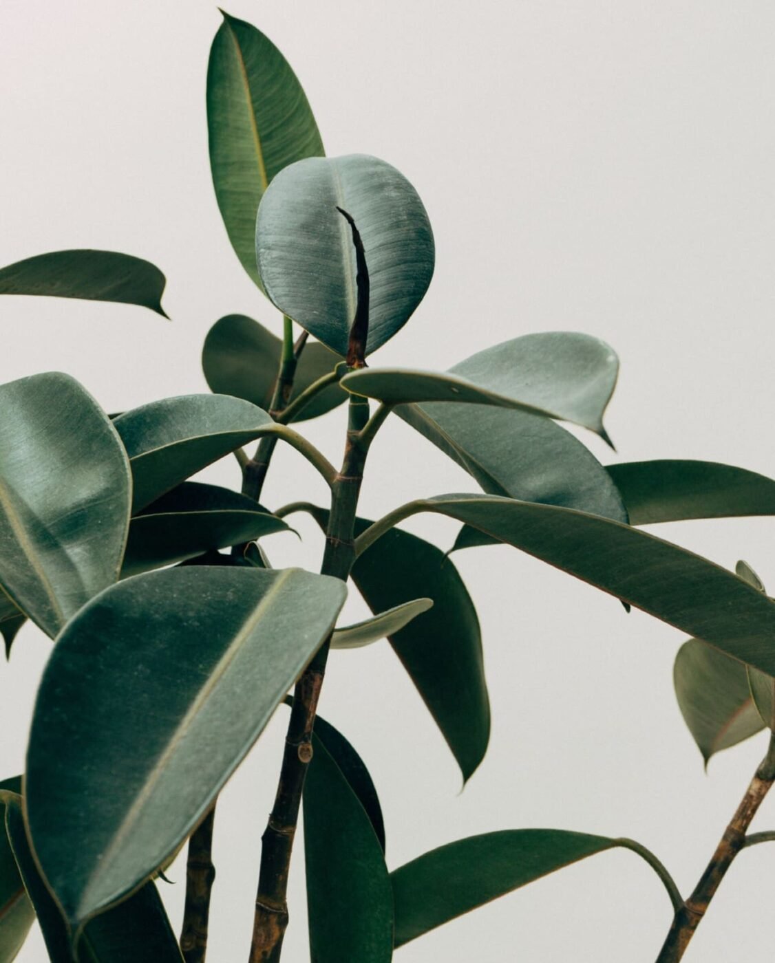 A close-up of a rubber plant with large, glossy, dark green leaves against a soft, neutral background, photographed by Fort Lauderdale arborists.