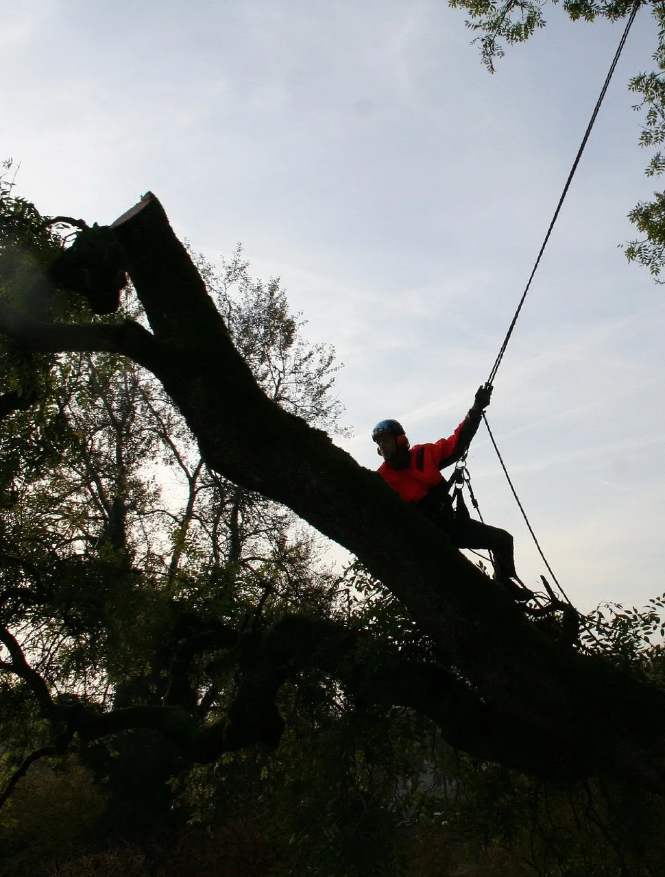 Our team carried out this tree removal at dawn.