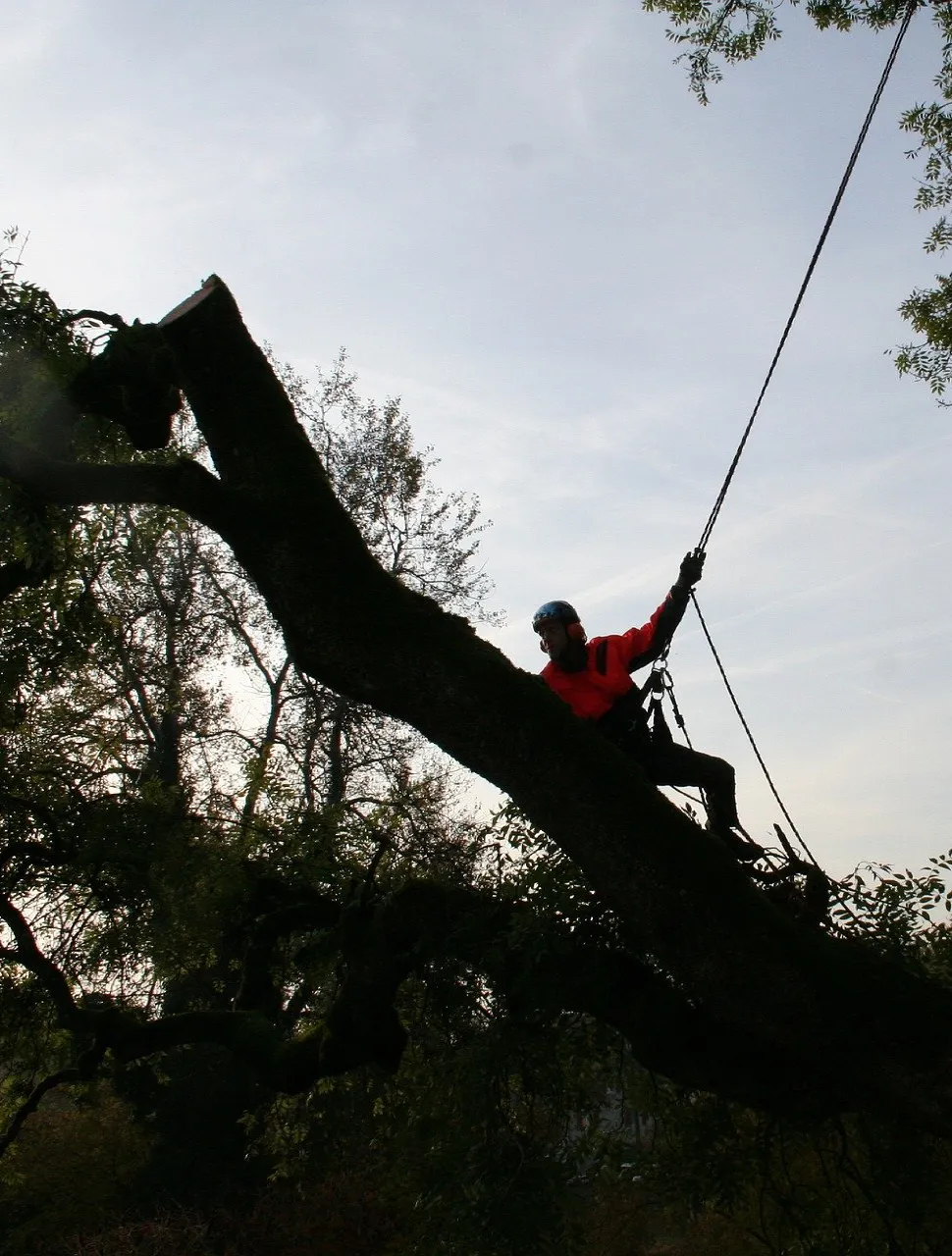 Fort Lauderdale Arborist in tree removing limbs one by one for a full tree removal. Located in Fort Lauderdale