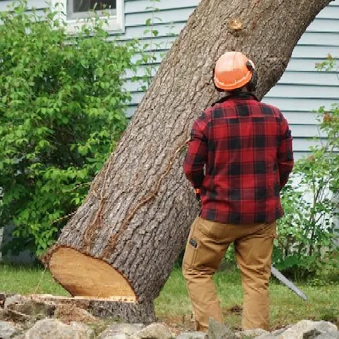 arborist looking at a tree falling after cutting with his chainsaw. Performing a tree removal service in Fort Lauderdale