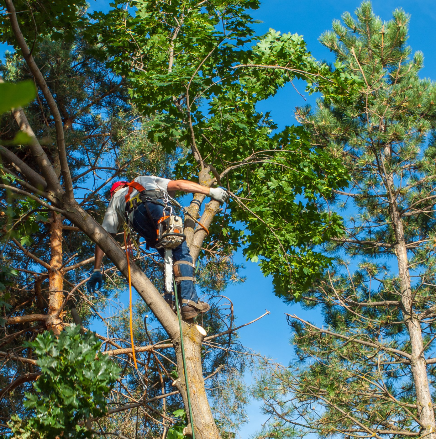 Trimming trees in Coconut Creek can be very tricky, and it's a job best left to our skilled arborists like this one.